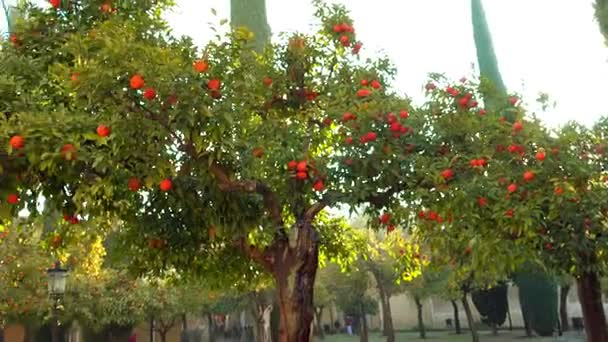 Porticated 画廊的柑橘林 (天井 de los Naranjos) 位于北部的大清真寺-教堂的科尔多瓦，也知道在西班牙安达卢西亚自治区梅 （摩尔式建筑） — 图库视频影像