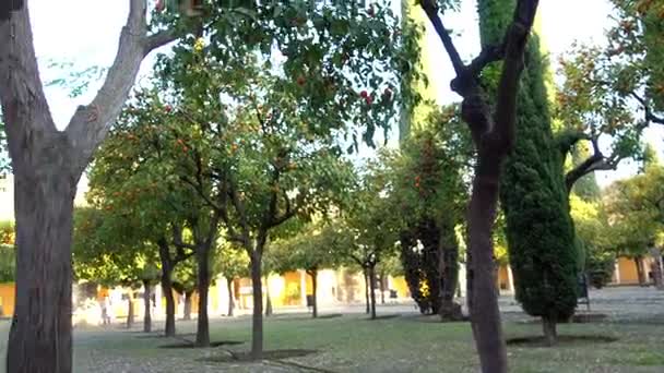 肉桂的喷泉。柑橘林 (天井 de los Naranjos) 位于北部的大清真寺-教堂的科尔多瓦，也知道在西班牙安达卢西亚自治区梅 （摩尔式建筑） — 图库视频影像