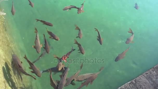 Fish in pond, Alcazar de los Reyes Cristianos (Castle of Christian Monarchs) in Cordoba, Andalusia, Spain. — Stock Video