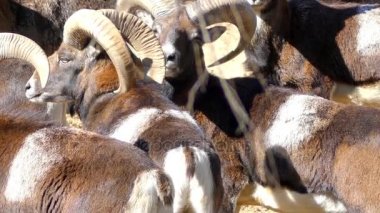 Kunduzdan oluşur (Ovis orientalis orientalis grubu), yaban koyunu (Ovis orientalis) alt grubudur. Nüfus mouflons (orientalis grubu) ve urials (vignei grubu bölümlenmesi).