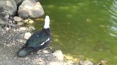 Moscovy ördeği (Cairina moschata), ördekgiller (Felidae) familyasından bir ördek türü. Amerika Birleşik Devletleri 'nde küçük vahşi ve vahşi üreme toplulukları kurulmuştur..