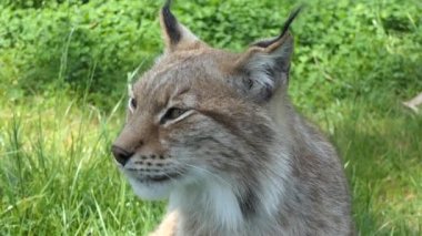 Bayağı vaşak orta ölçekli Sibirya, orta, Doğu ve Güney Asya, Kuzey, orta ve Doğu Avrupa için yerel kedidir.