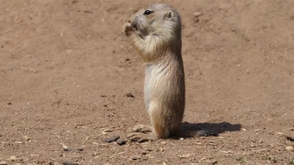 Yellow ground squirrel (Spermophilus fulvus) is large and sturdy species with naked soles on hind feet. It is found in Afghanistan, China, Iran, Kazakhstan, Turkmenistan, Uzbekistan and Russia. — Stock Video