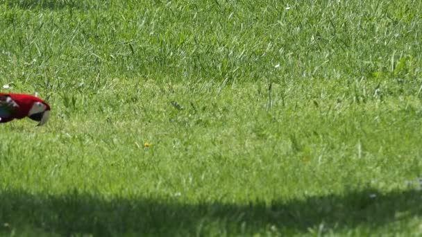 El guacamayo de alas verdes (Ara chloropterus), también conocido como guacamayo rojo y verde, es un guacamayo grande, en su mayoría rojo, del género Ara. Este es el más grande del género Ara, del norte y centro de Sudamérica . — Vídeo de stock