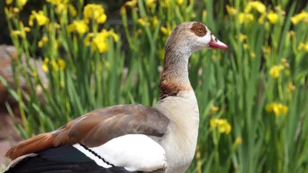 L'oca egiziana (Alopochen aegyptiaca) è membro della famiglia Anatidae. È originaria dell'Africa a sud del Sahara e della valle del Nilo . — Video Stock