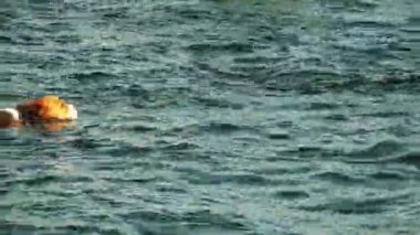 köpek yelken denize uzak mesafe aramalar için