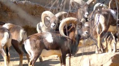 Kunduzdan oluşur (Ovis orientalis orientalis grubu), yaban koyunu (Ovis orientalis) alt grubudur. Nüfus mouflons (orientalis grubu) ve urials (vignei grubu bölümlenmesi).