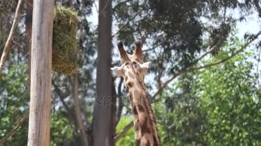 Zürafa (zürafa zürafa) olan bir Afrika hatta parmaklı ungulate memeli, en uzun yaşayan karasal hayvan ve en büyük Gevişgetirenler. Aile Giraffidae altında gizli bilgi.