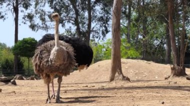 Ortak devekuşu (Struthio camelus) bir veya iki büyük uçamayan kuşlar yerli Afrika, cins karinasız aile içinde Struthio yalnızca yaşam üyesi familyasından.