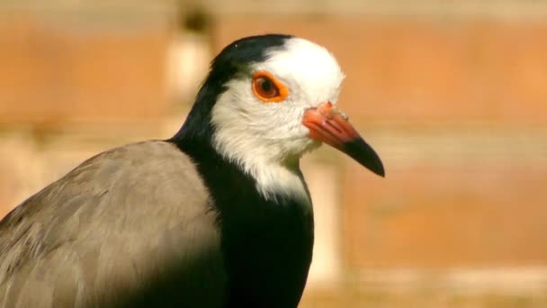 긴 터진 lapwing (Vanellus crassirostris)는 가족 물떼새과에 조류의 종. 새 가족 물떼새과 눈, 물, 및 lapwings, 모두에서 약 64 66 종 포함. — 비디오