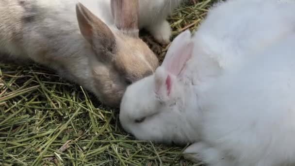 Europeiska kanin är vanligt kaninfoder (Oryctolagus cuniculus) en art av kanin hemma i sydvästra Europa (Spanien och Portugal) och nordvästra Afrika (Marocko och Algeriet). — Stockvideo