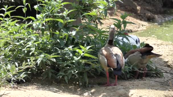 Egyptské husy (Alopochen aegyptiaca) je členem kachny, husy a Labutí plovavá. Je to původem z Afriky jižně od Sahary a údolí Nilu. — Stock video