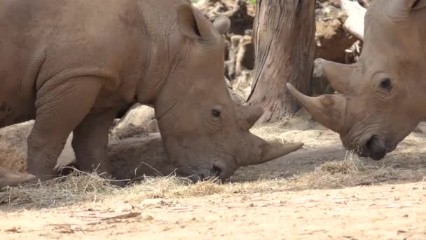 Witte neushoorn of plein-lipped neushoorn (Ceratotherium simum) is de grootste nog bestaande soorten neushoorns. Het heeft een grote mond voor begrazing wordt gebruikt en is meest sociale van alle soorten van de rhino. — Stockvideo