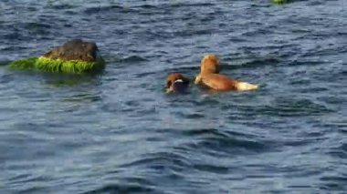 İki köpek yüzmek deniz şişe için rekabet.