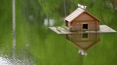 küçük martı (Hydrocoloeus sylviella veya Larus sylviella), içinde Kuzey Avrupa ve Asya bulunur küçük martı var. Antik Yunan hudro, su ve koloios cins adı Hydrocoloeus olduğunu