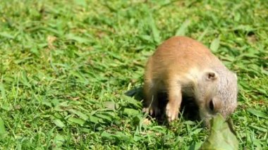 Sarı zemin sincap (Spermophilus fulvus) arka ayakları üzerinde çıplak ayak ile büyük ve sağlam türdür. Bu Afganistan, Çin, Iran, Kazakistan, Türkmenistan, Özbekistan ve Rusya bulunur.