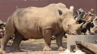 Beyaz gergedan veya kare dudaklı gergedan (Ceratotherium simum) en büyük kaybolmamış gergedan türüdür. Bu otlatma için kullanılan geniş ağızlı ve tüm gergedan türlerin çoğu sosyal.