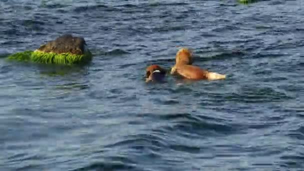 Two dogs compete in swim by sea for bottle. — Stock Video