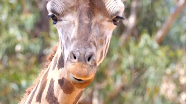 Žirafa (Giraffa camelopardalis) je africký prsty kopytníků savec, nejvyšší životní suchozemských zvířat a největší přežvýkavců. Je zařazen podle rodiny Giraffidae.