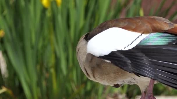 Egyptian goose (Alopochen aegyptiaca) is member of duck, goose, and swan family Anatidae. It is native to Africa south of Sahara and Nile Valley. — Stock Video