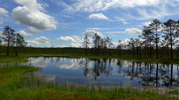 Panorama of Swamp Field In Viru Raba in Lahemaa, Estonia. — Stock Video