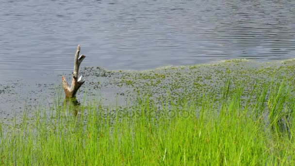 Panorama van moeras veld In Viru Raba in Lahemaa, Estland. — Stockvideo