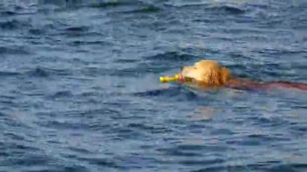 Σκύλος που πλέει στη θάλασσα για υπεραστικές — Αρχείο Βίντεο