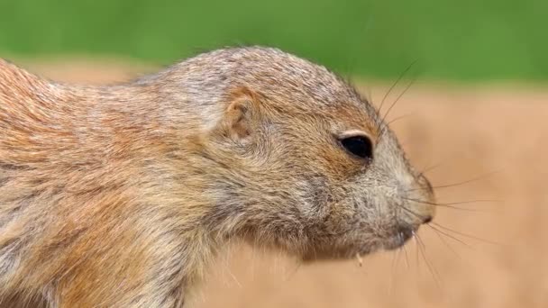 Желтая земляная белка (Spermophilus fulvus) - крупный и крепкий вид с голыми подошвами на задних лапах. Встречается в Афганистане, Китае, Иране, Казахстане, Туркменистане, Узбекистане и России . — стоковое видео