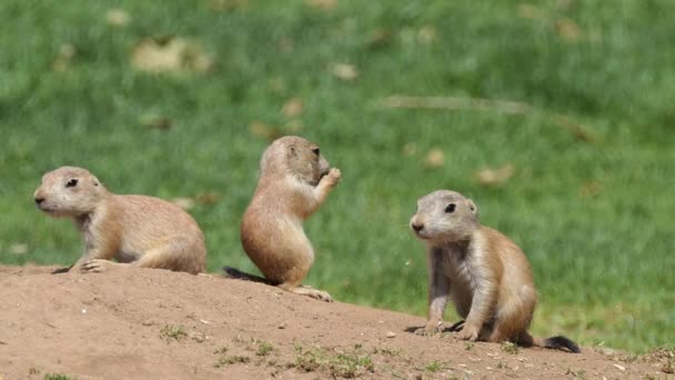 Yellow ground squirrel (Spermophilus fulvus) is large and sturdy species with naked soles on hind feet. It is found in Afghanistan, China, Iran, Kazakhstan, Turkmenistan, Uzbekistan and Russia. — Stock Video