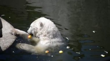 Kutup ayısı (Ursus maritimus) büyük ölçüde Kuzey Buz Denizi, onun çevreleyen denizler ve çevresindeki kara kütlelerinin kapsayan Kuzey Kutbu içinde yerel bağlantı aralığı yatıyor etobur ayıdır.