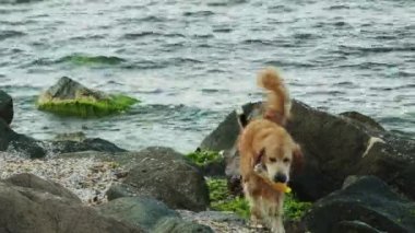 İki köpek yüzmek deniz şişe için rekabet.