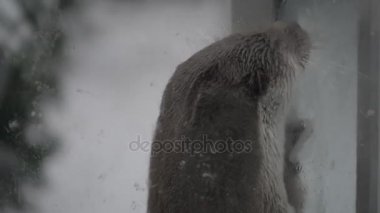 Avrasya otter (Lutra lutra), Avrupa su samuru, Avrasya nehir su samuru, ortak su samuru ve eski dünya su samuru, da bilinen semiaquatic memeli Eurasia (alt familya Lutrinae yerli mı).