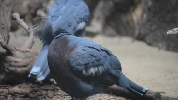 Victoria coroado pombo (Goura victoria) é grande, pombo cinza-azulado com elegantes cristas azuis rendas-like, peito de marrom, e íris vermelhas . — Vídeo de Stock