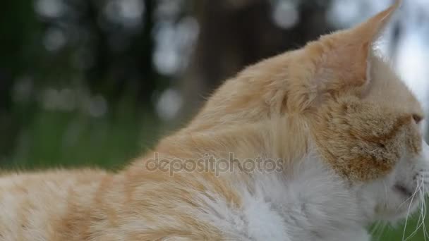 Red cat is resting on green grass in summer city park. — Stock Video