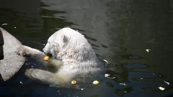 Polar bear (Ursus maritimus) is carnivorous bear whose native range lies largely within Arctic Circle, encompassing the Arctic Ocean, its surrounding seas and surrounding land masses. — Stock Video