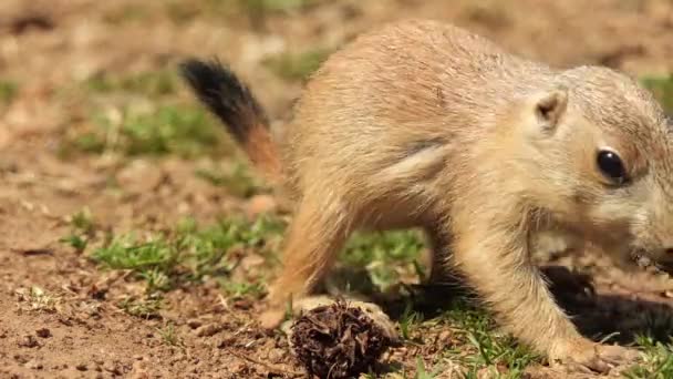 Le spermophile jaune (Spermophilus fulvus) est une espèce de grande taille et robuste avec des semelles nues sur les pattes postérieures. On le trouve en Afghanistan, Chine, Iran, Kazakhstan, Turkménistan, Ouzbékistan et Russie. .