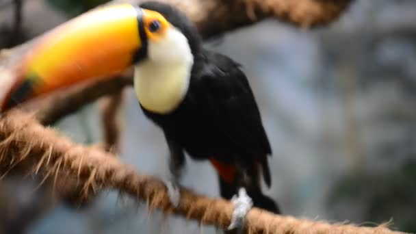 Toco toucan (Ramphastos toco), also known as common toucan or giant toucan. It is found in semi-open habitats throughout large part of central and eastern South America. — Stock Video