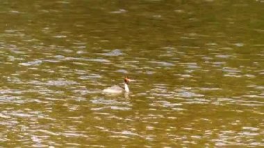 Büyük tepeli batağan (Podiceps cristatus) su kuşları ayrıntılı çiftleşme görünümünü kaydetti batağan ailesinin bir üyesidir. Bilimsel adı Latince geliyor. Podiceps olan podicis ve pes, ayak.