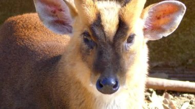 Hint munçağı (Muntiacus muntjak), kırmızı munçağı ve geyik, kabuk olarak da adlandırılır ortak munçağı geyik Güney ve Güneydoğu Asya'da türüdür. IUCN Kırmızı listesi üzerinde en az endişe olarak listelenen.
