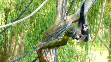 Çevik jibon (Hylobates agilis), siyah kişili jibon da bilinen jibon ailesindeki bir eski dünya başkanıdır. Endonezya Sumatra Adası, Malezya ve Güney Tayland bulundu.
