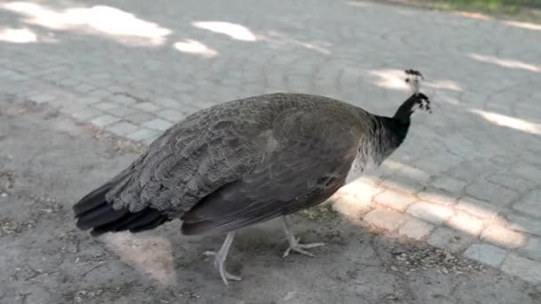 Женский (peahen). Индийские павлины или голубые павлины (Pavo cristatus), крупные и ярко окрашенные птицы, являются видами пернатых птиц, родом из Южной Азии, но завезены во многие другие части света. . — стоковое видео