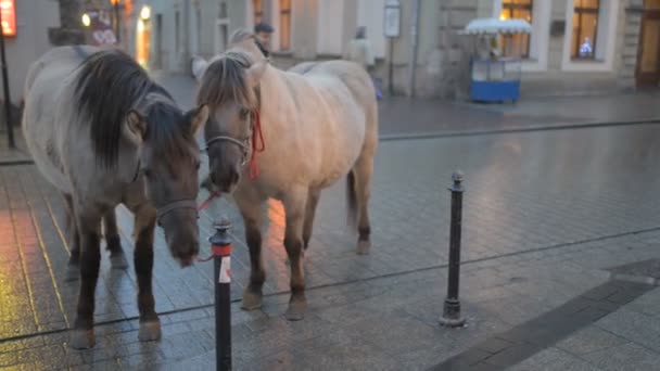 Két ló pórázon Krakkóban a Grodzka utcában. Krakkó a második legnagyobb és az egyik legrégebbi városa, Lengyelország. Található, a Visztula-folyó . — Stock videók