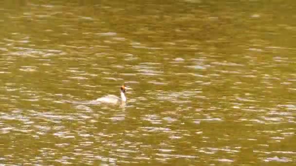 Great crested grebe (Podiceps cristatus) é membro da família de aves aquáticas conhecida por sua exibição de acasalamento elaborado. O nome científico vem do latim. Podiceps é de pódicis e pes, pé . — Vídeo de Stock