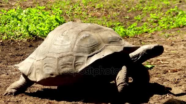 Il complesso di tartarughe delle Galapagos o complesso di tartarughe giganti delle Galapagos (Chelonoidis nigra) è la più grande specie vivente di tartaruga. Questa tartaruga può pesare fino a 417 kg . — Video Stock