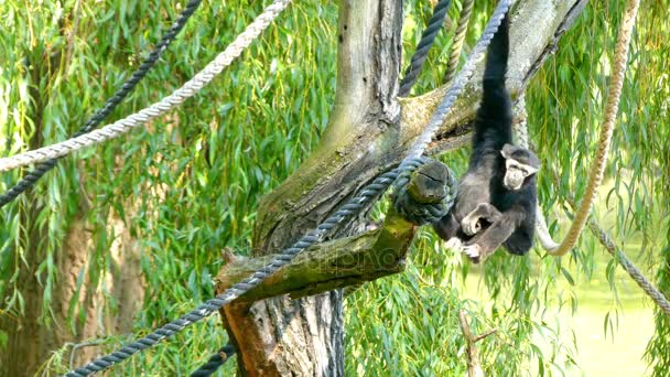 El gibón ágil (Hylobates agilis), también conocido como gibón de mano negra, es un primate del Viejo Mundo en la familia del gibón. Se encuentra en Indonesia en la isla de Sumatra, Malasia, y el sur de Tailandia . — Vídeo de stock