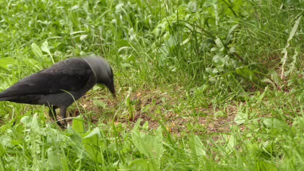 Western jackdaw (Corvus monedula), также известный как Coloeus monedula, Eurasian, European or simply jackdaw, is a passerine bird in crow family . — стоковое видео