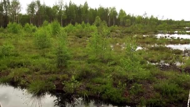 ラヘマー、エストニアのビルビル ラバの沼フィールドのパノラマ. — ストック動画