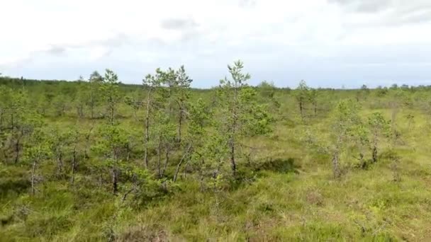 Panorama van moeras veld In Viru Raba in Lahemaa, Estland. — Stockvideo