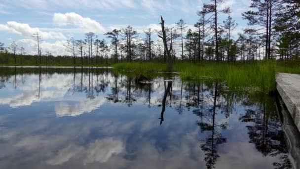 Panorama del campo del pantano en Viru Raba en Lahemaa, Estonia . — Vídeo de stock