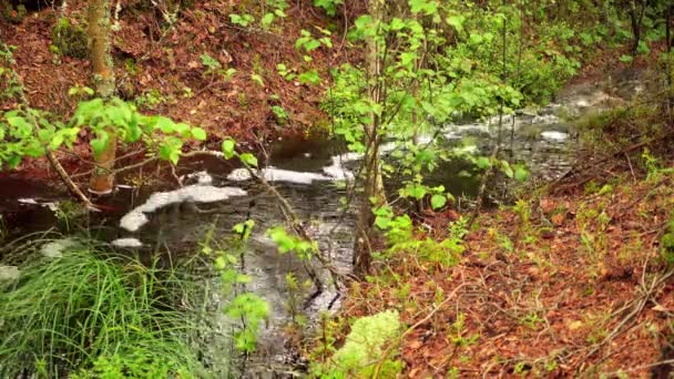 Крик з невеликий водоспад болото поля в Viru Raba Лахемаа, Естонії. — стокове відео